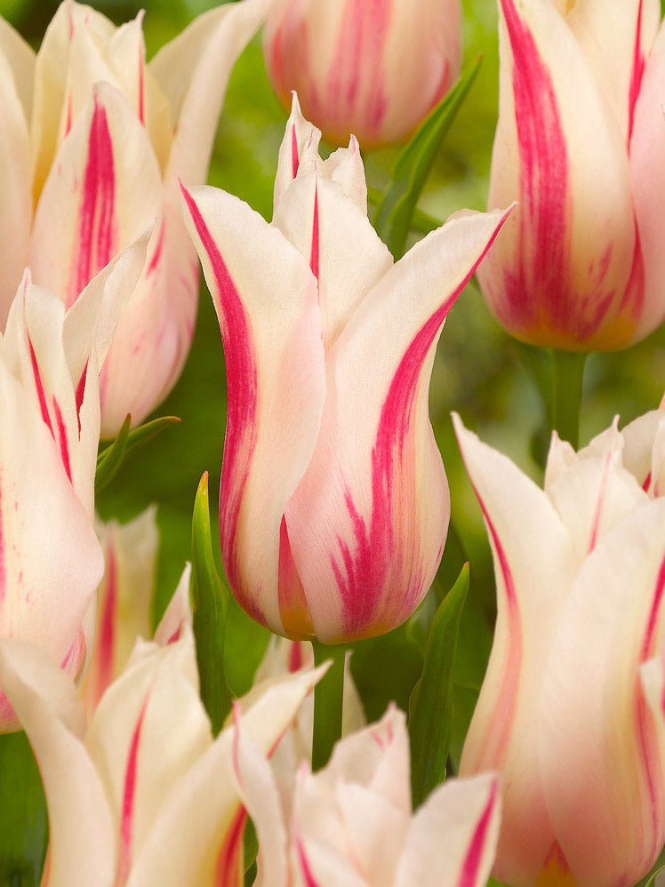 Tulip Marilyn - The Irish Gardener Store