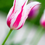 Tulip Marilyn - The Irish Gardener Store