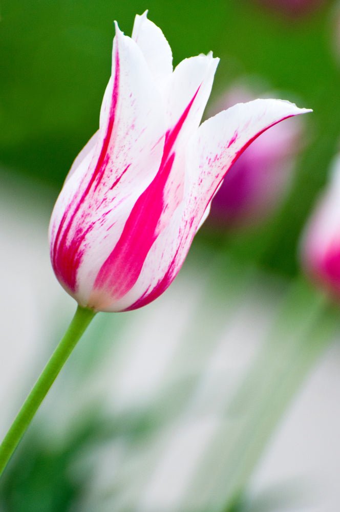 Tulip Marilyn - The Irish Gardener Store