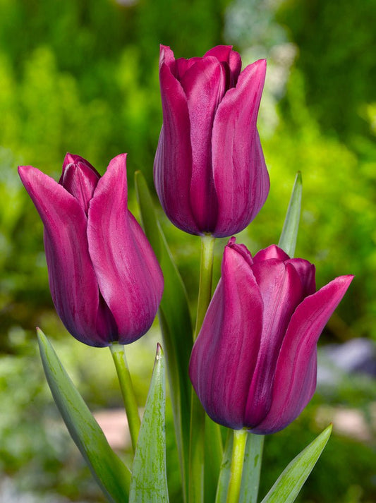Tulip Merlot - The Irish Gardener Store