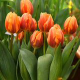 Tulip Princess Irene - The Irish Gardener Store
