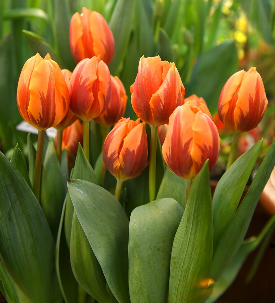 Tulip Princess Irene - The Irish Gardener Store