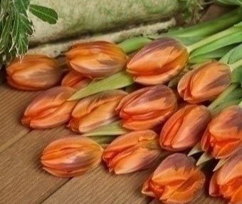 Tulip Princess Irene - The Irish Gardener Store
