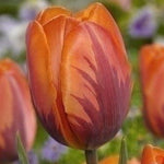 Tulip Princess Irene - The Irish Gardener Store