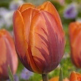 Tulip Princess Irene - The Irish Gardener Store