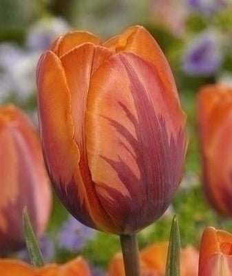 Tulip Princess Irene - The Irish Gardener Store