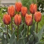 Tulip Princess Irene - The Irish Gardener Store