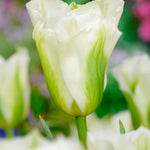 Tulip Spring Green - The Irish Gardener Store