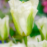 Tulip Spring Green - The Irish Gardener Store