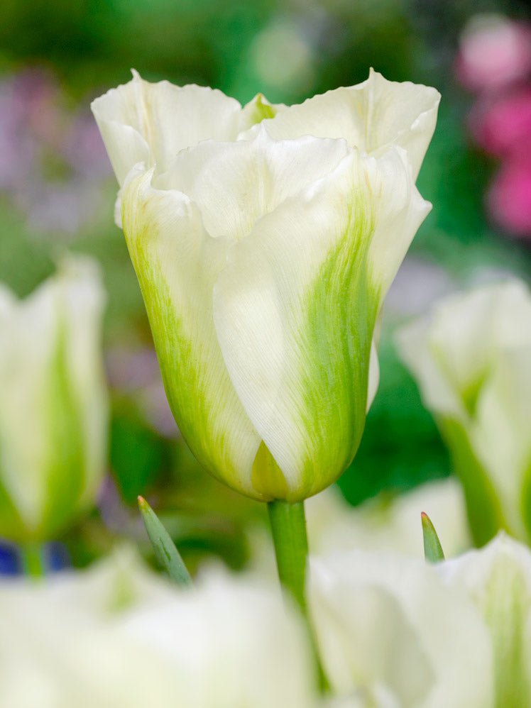 Tulip Spring Green - The Irish Gardener Store