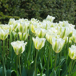 Tulip Spring Green - The Irish Gardener Store