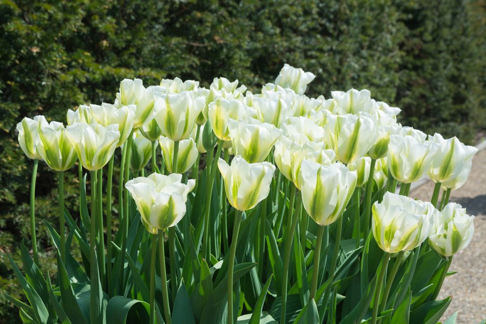 Tulip Spring Green - The Irish Gardener Store