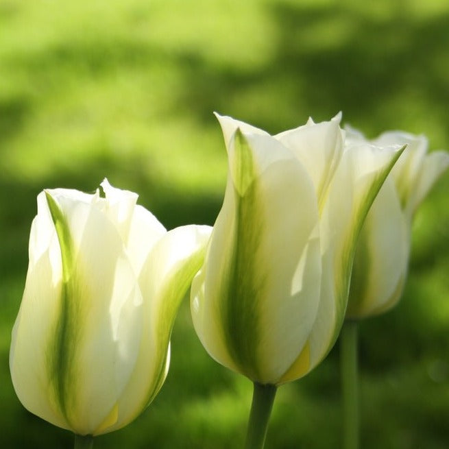 Tulip Spring Green - The Irish Gardener Store