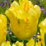 Tulip Texas Gold - The Irish Gardener Store
