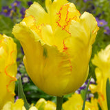 Tulip Texas Gold - The Irish Gardener Store