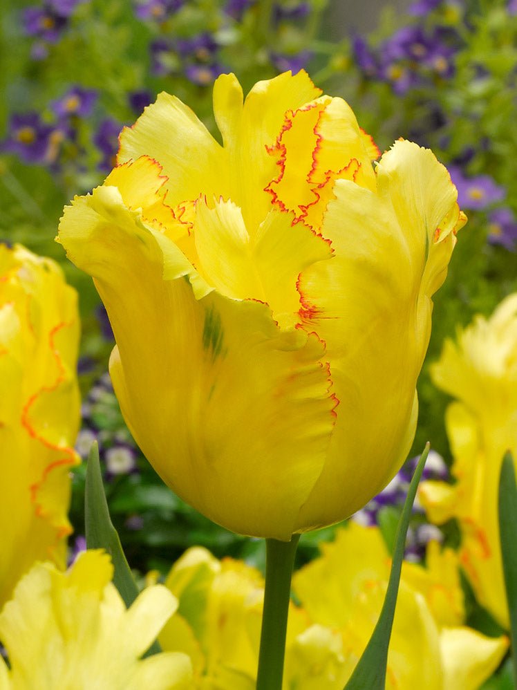 Tulip Texas Gold - The Irish Gardener Store