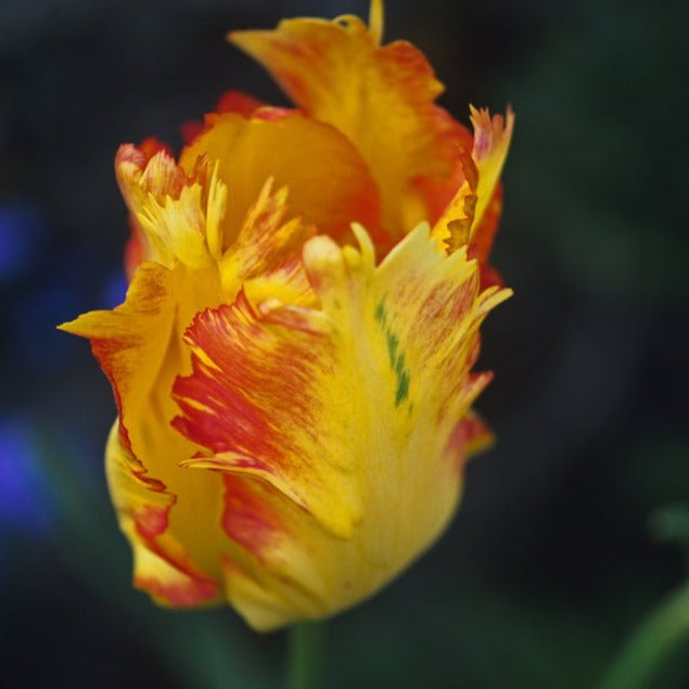 Tulip Texas Gold - The Irish Gardener Store