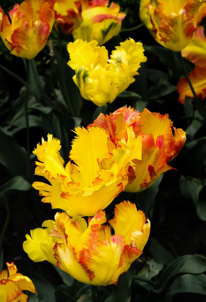 Tulip Texas Gold - The Irish Gardener Store