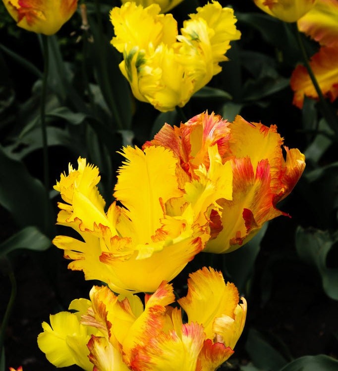 Tulip Texas Gold - The Irish Gardener Store