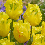 Tulip Texas Gold - The Irish Gardener Store