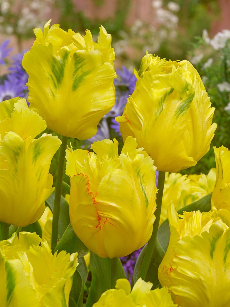 Tulip Texas Gold - The Irish Gardener Store