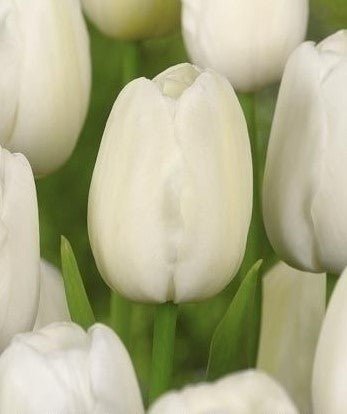 Tulip White Flag - The Irish Gardener Store