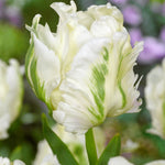 Tulip White Rebel - The Irish Gardener Store