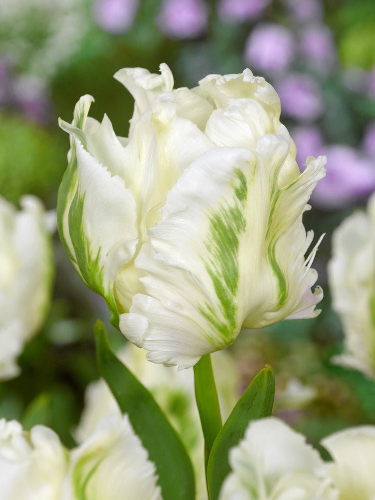 Tulip White Rebel - The Irish Gardener Store