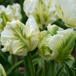 Tulip White Rebel - The Irish Gardener Store