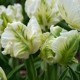 Tulip White Rebel - The Irish Gardener Store