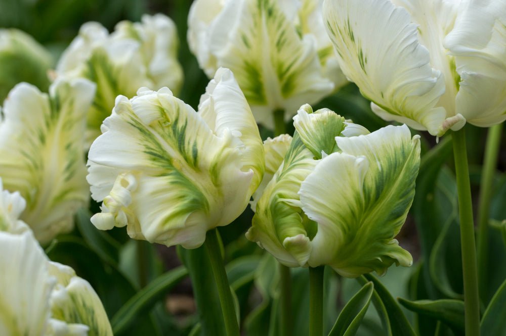 Tulip White Rebel - The Irish Gardener Store