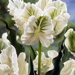 Tulip White Rebel - The Irish Gardener Store