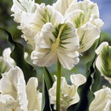 Tulip White Rebel - The Irish Gardener Store