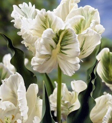 Tulip White Rebel - The Irish Gardener Store