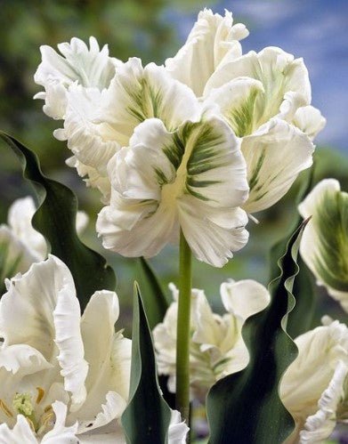 Tulip White Rebel - The Irish Gardener Store