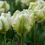 Tulip White Rebel - The Irish Gardener Store