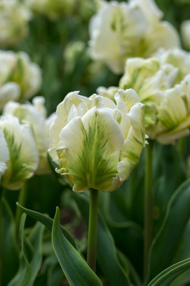 Tulip White Rebel - The Irish Gardener Store