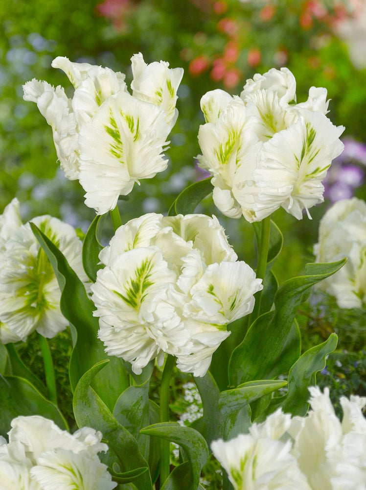 Tulip White Rebel - The Irish Gardener Store