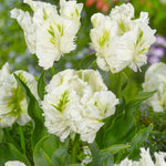 Tulip White Rebel - The Irish Gardener Store