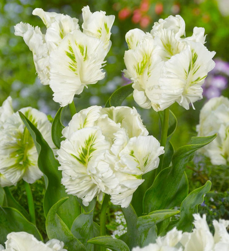 Tulip White Rebel - The Irish Gardener Store