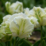Tulip White Rebel - The Irish Gardener Store