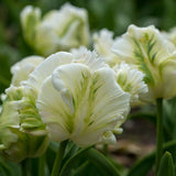 Tulip White Rebel - The Irish Gardener Store
