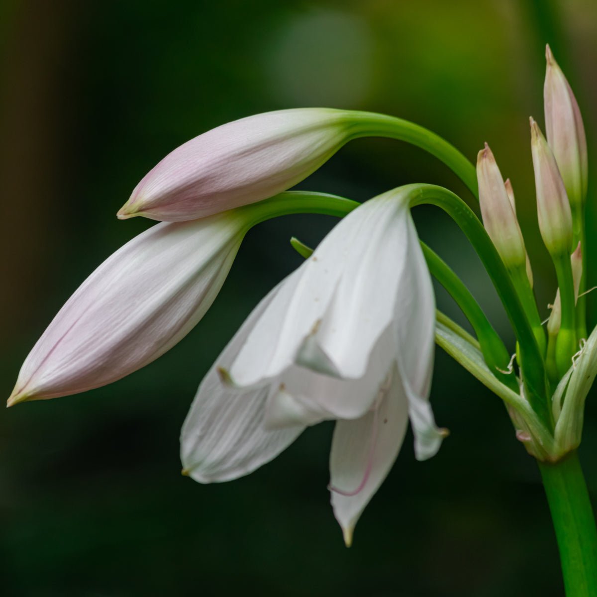 White Crinum Lily - The Irish Gardener Store