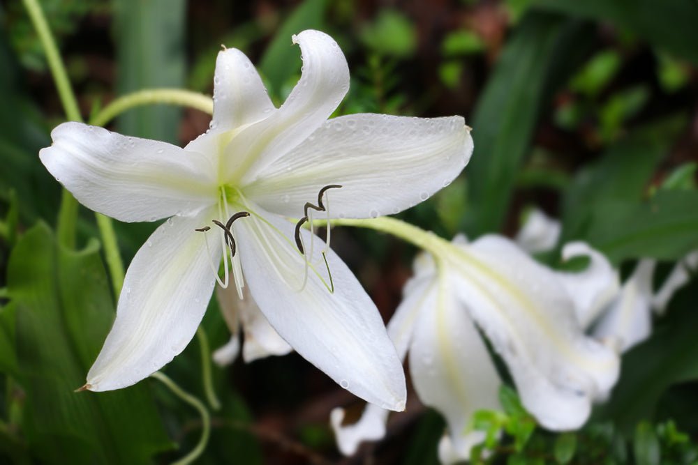 White Crinum Lily - The Irish Gardener Store