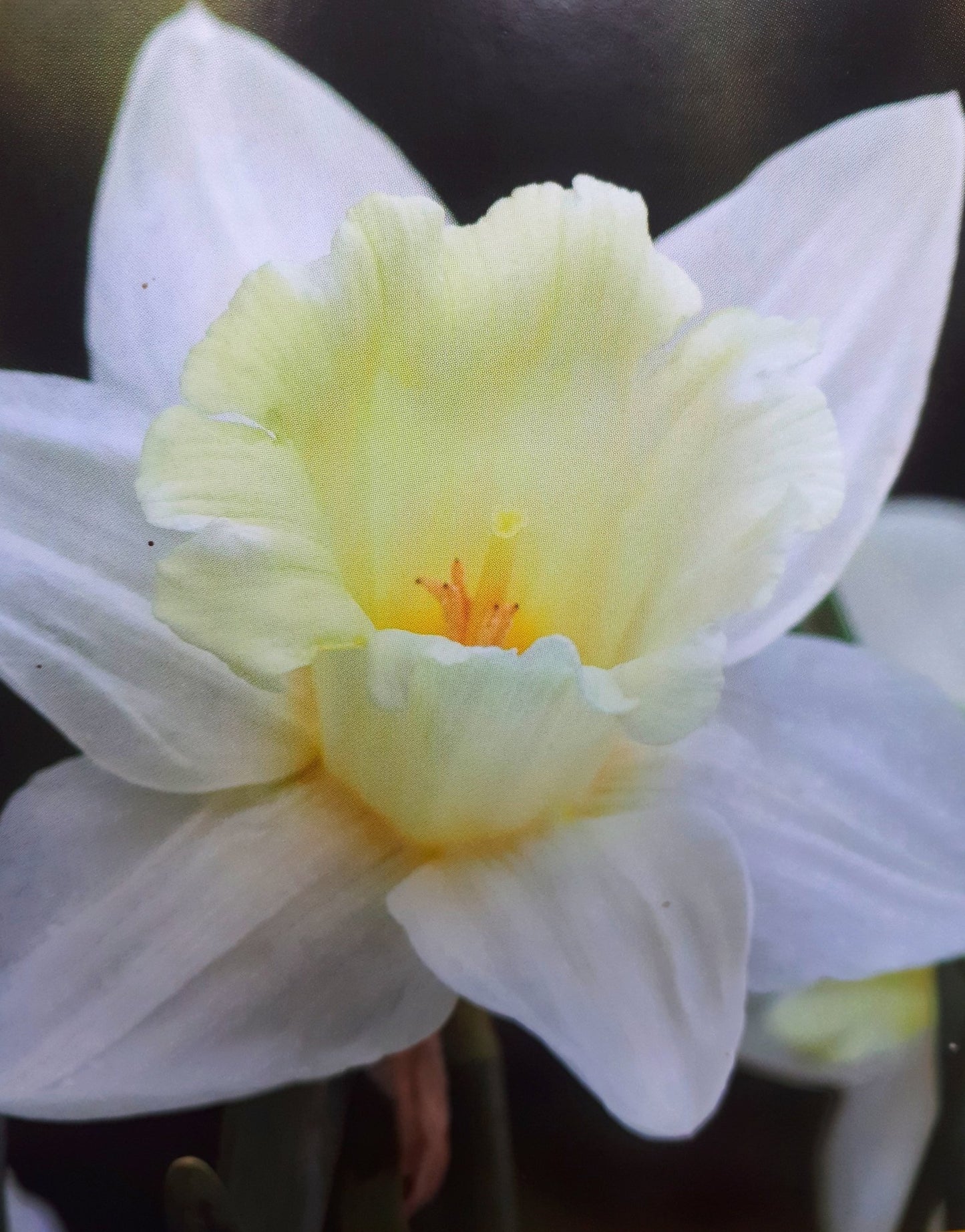 White Daffodil - Narcissus Ice Follies - The Irish Gardener Store