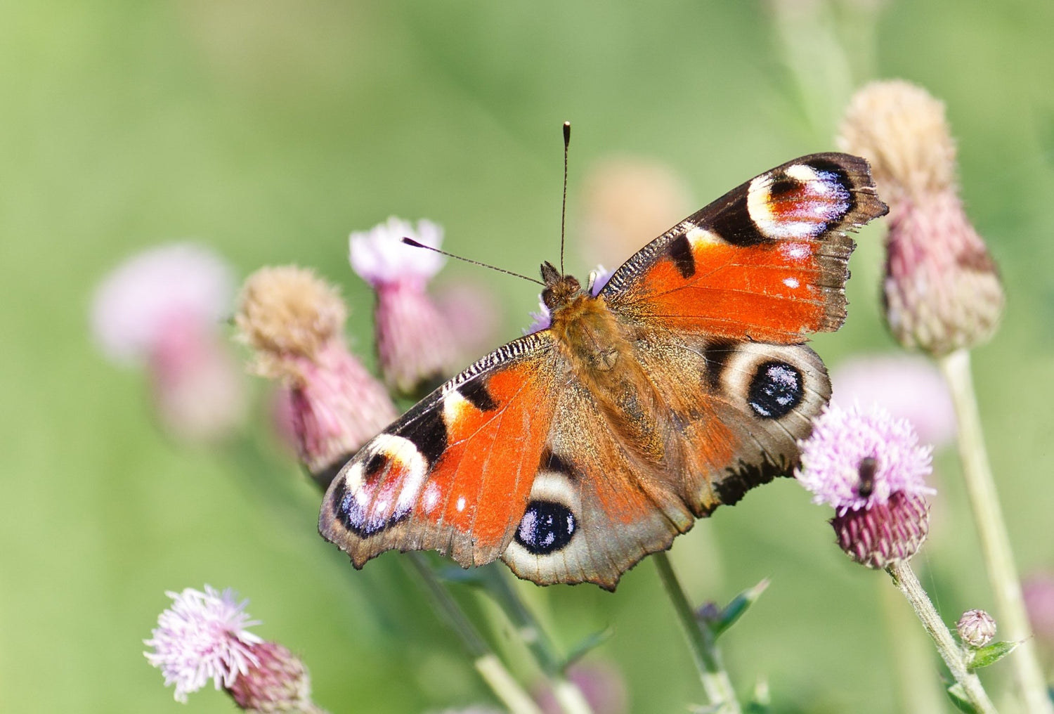 Wildflower Seed Mix for Butterflies and Bees - The Irish Gardener Store