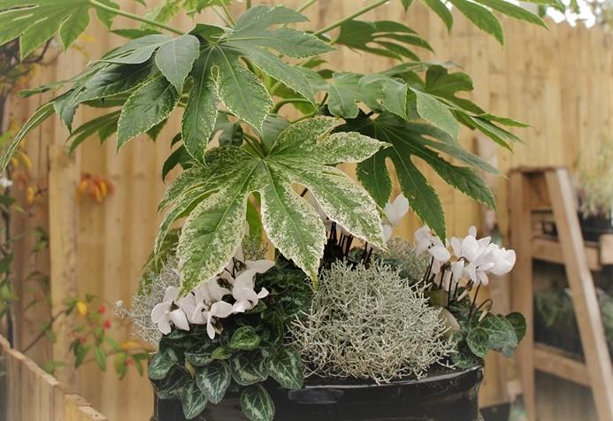 Winter Beauty Plant Pot Mix - Selection B - The Irish Gardener Store