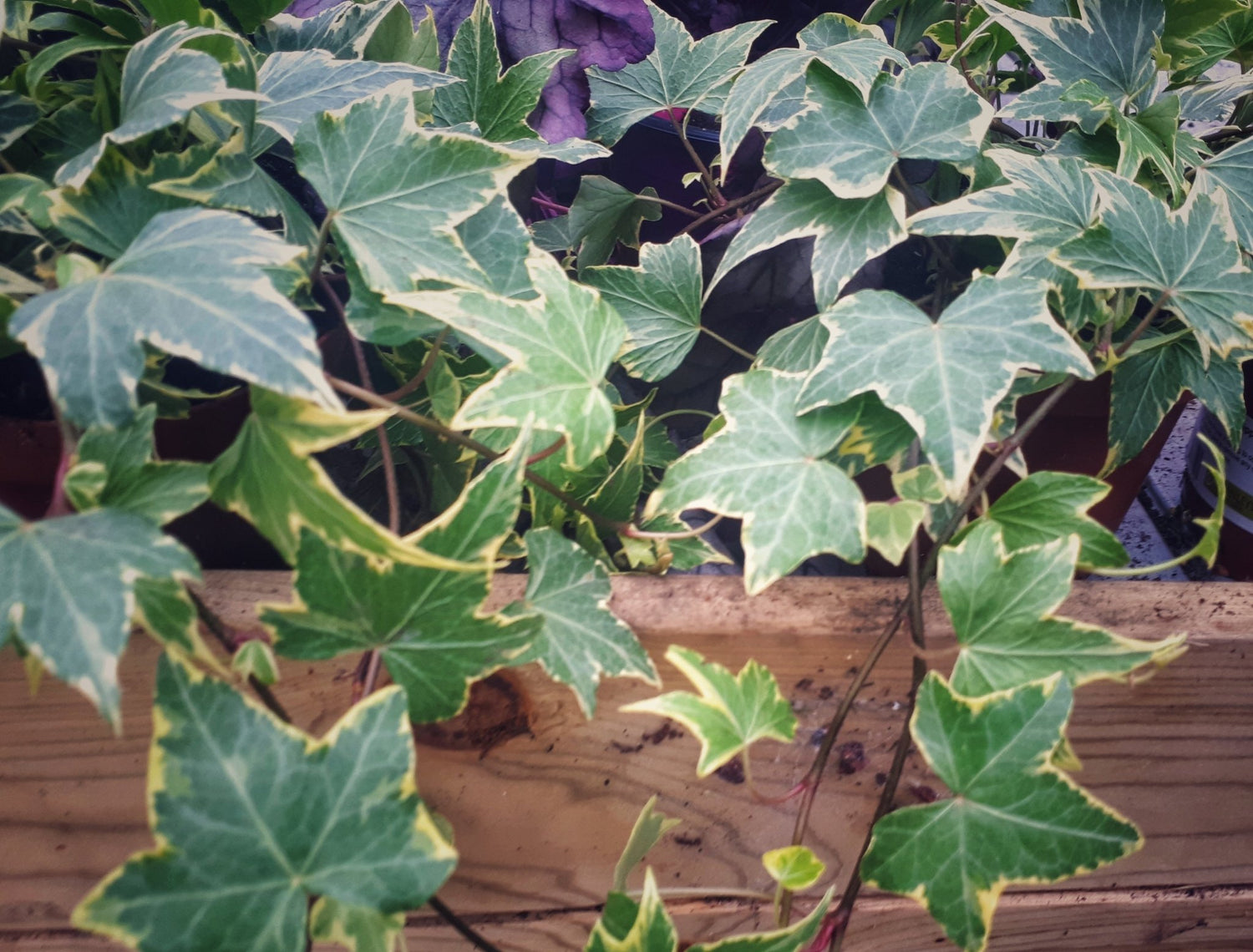 Winter Beauty Plant Pot Mix - Selection C - The Irish Gardener Store