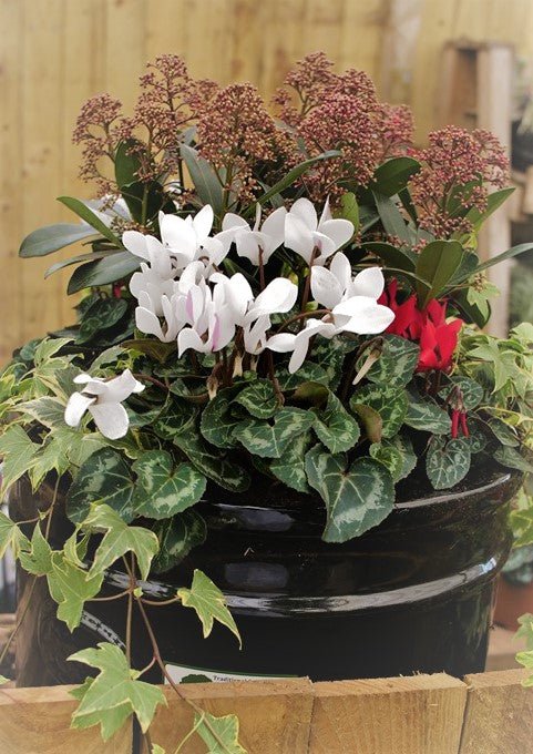 Winter Beauty Plant Pot Mix - Selection C - The Irish Gardener Store