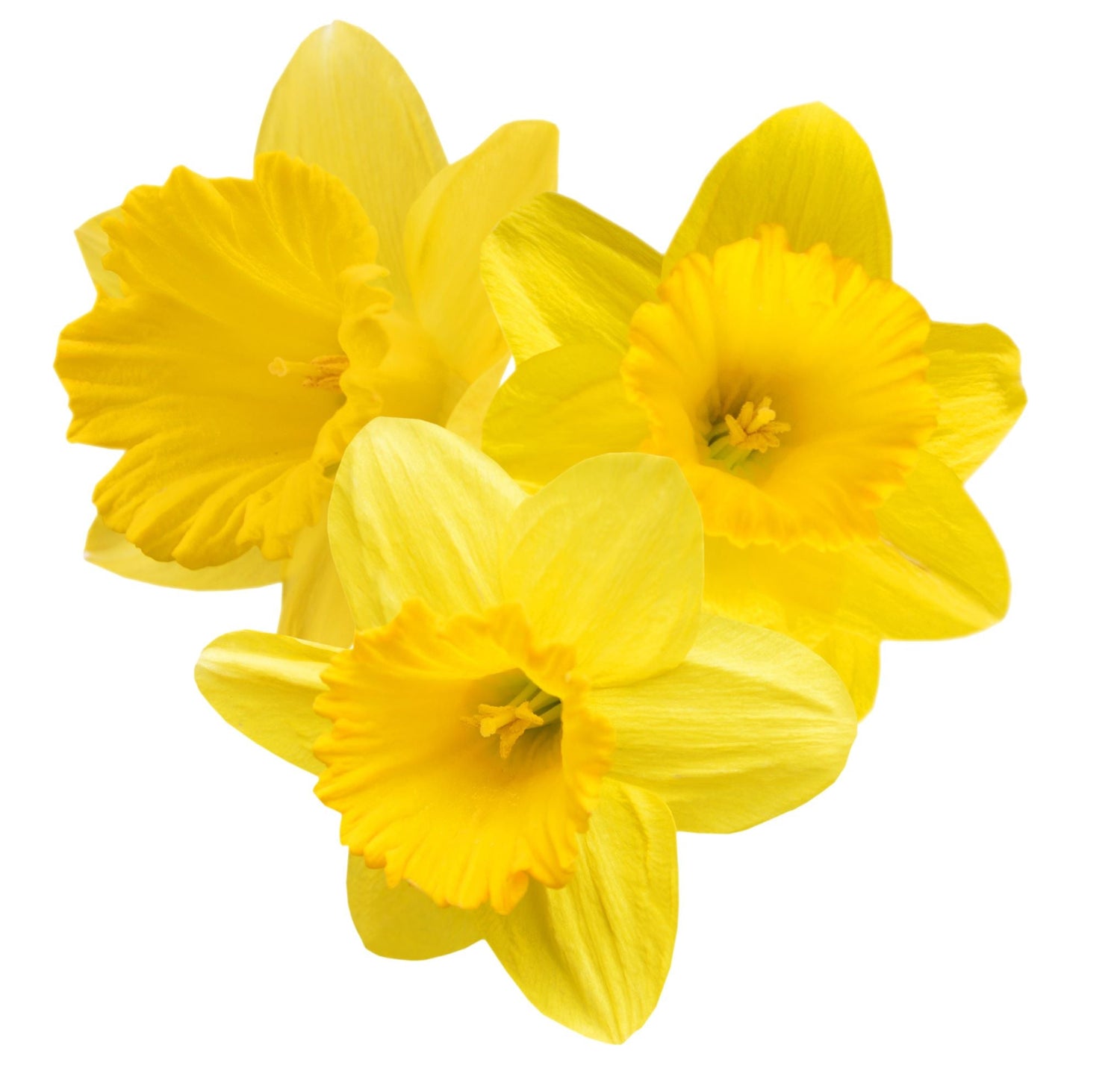 Yellow Daffodil 15 Bulbs - The Irish Gardener Store